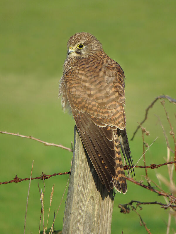 Common Kestrel