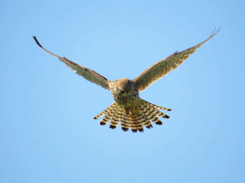 Common Kestrel