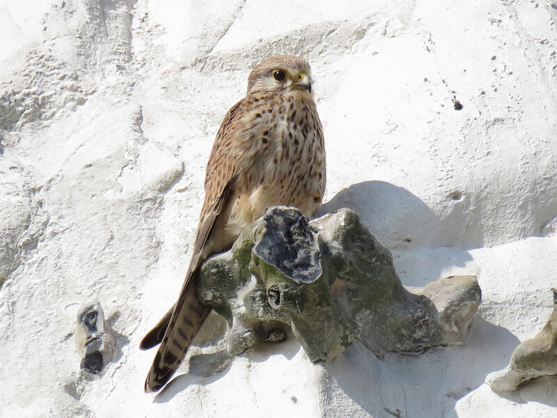 Common Kestrel