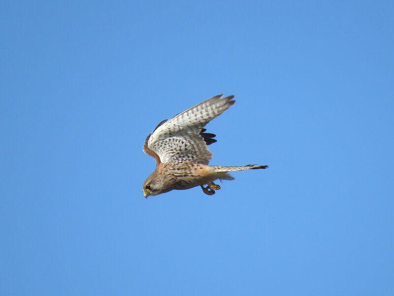 Common Kestrel