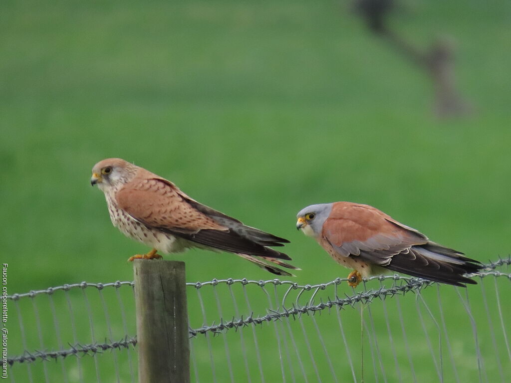 Faucon crécerellette