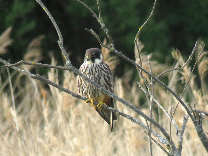 Eurasian Hobby