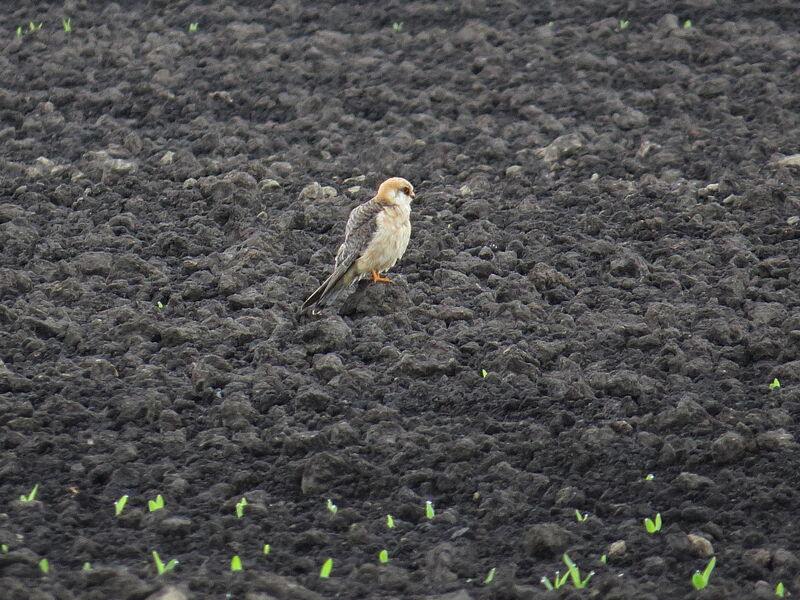 Red-footed Falcon