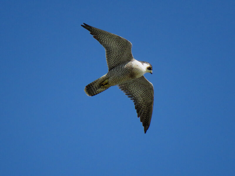 Peregrine Falcon