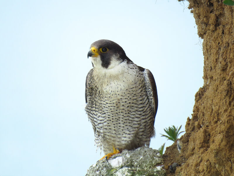 Peregrine Falcon