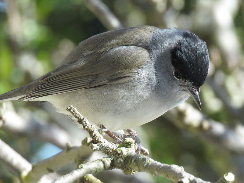 Eurasian Blackcap