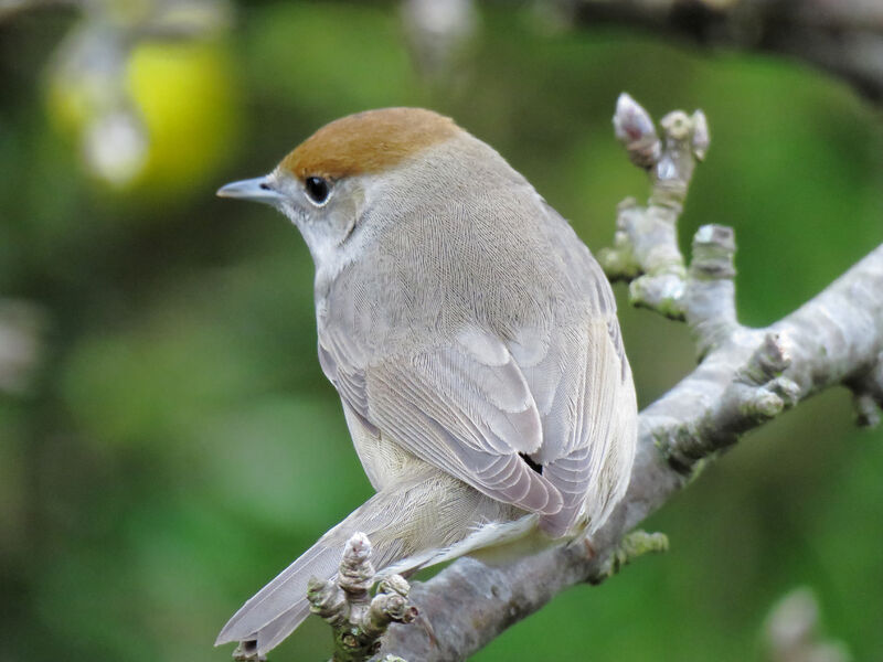 Eurasian Blackcap female