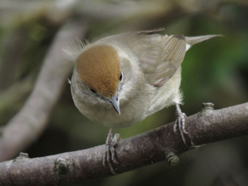 Eurasian Blackcap female