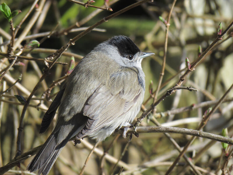 Eurasian Blackcap