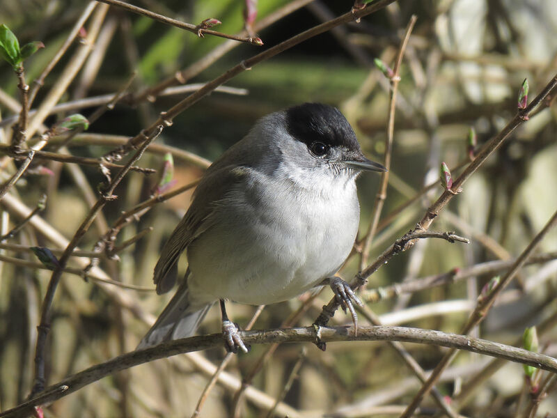 Eurasian Blackcap