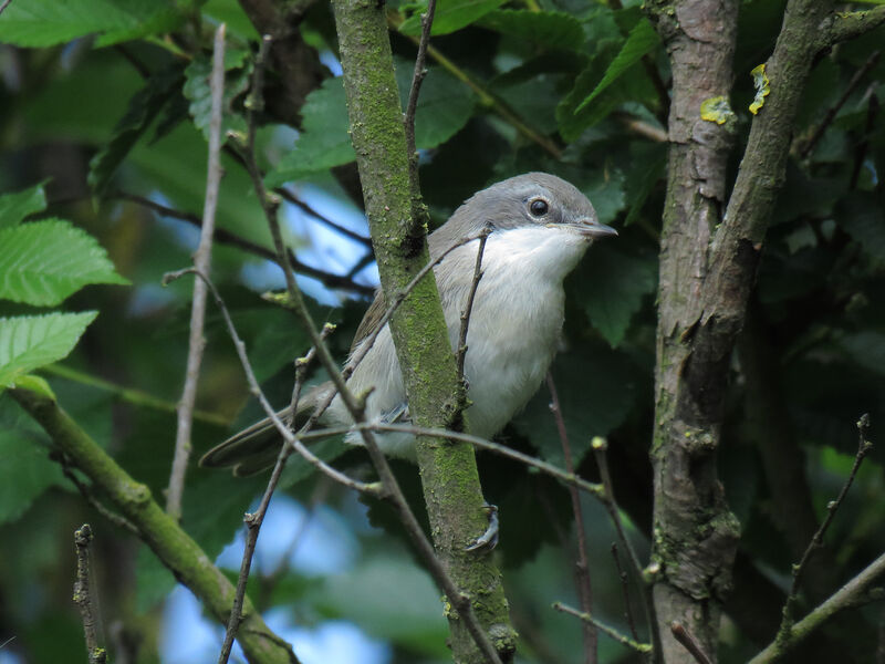 Lesser Whitethroat