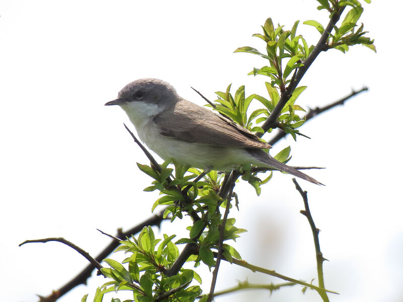 Lesser Whitethroat