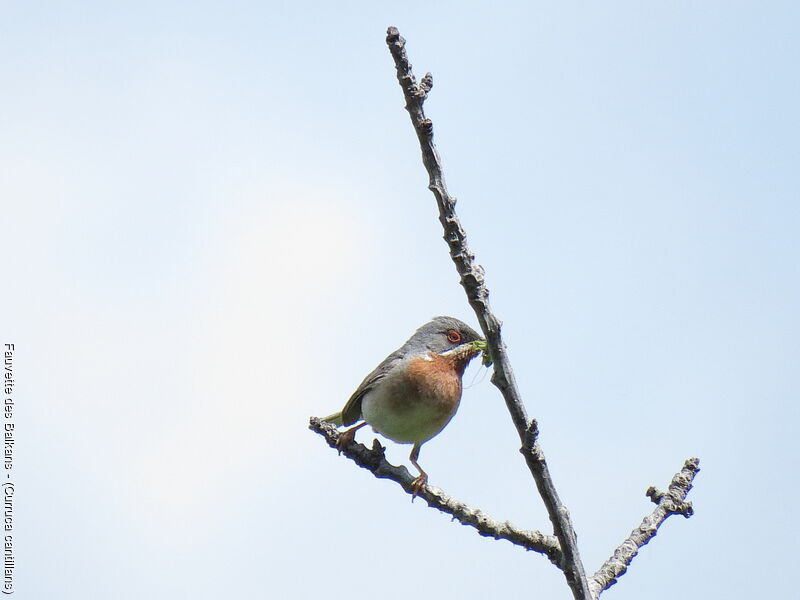 Eastern Subalpine Warbler