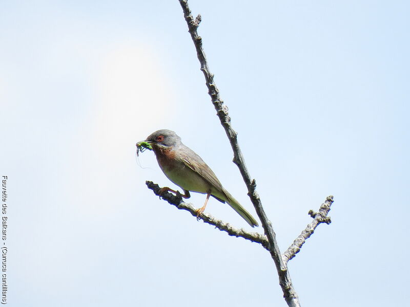 Eastern Subalpine Warbler