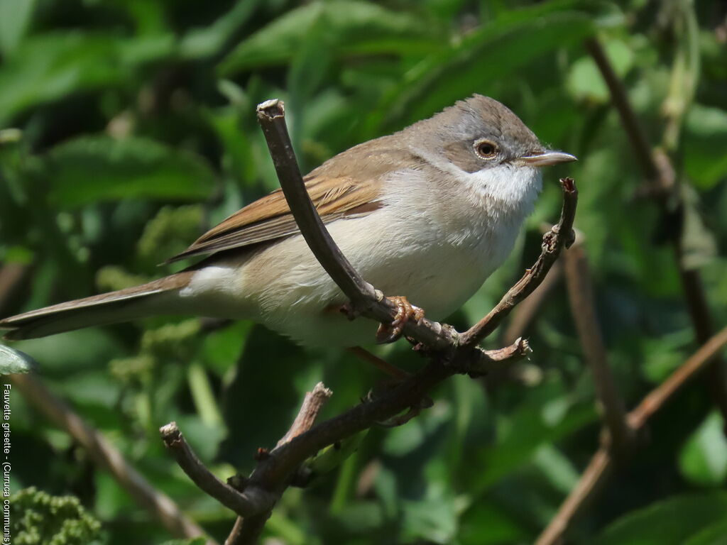 Common Whitethroat