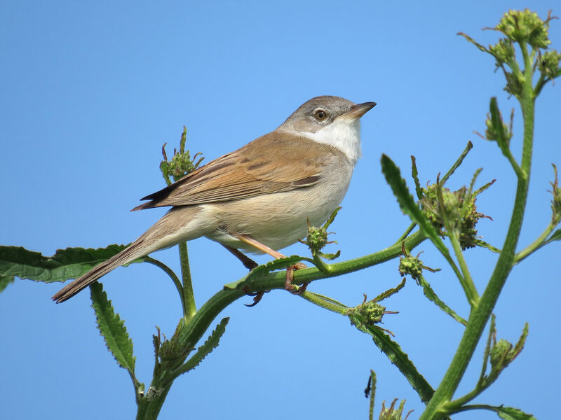 Common Whitethroat