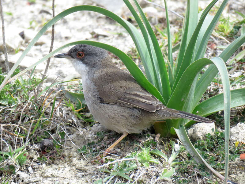 Fauvette mélanocéphale femelle adulte, identification