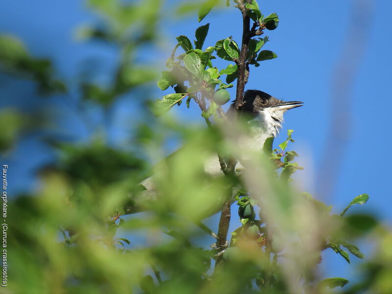 Eastern Orphean Warbler