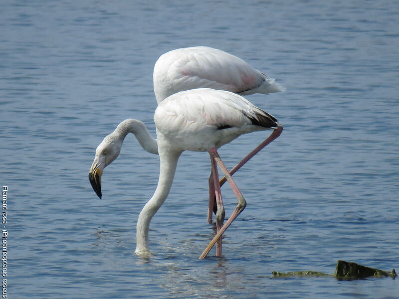 Greater Flamingo