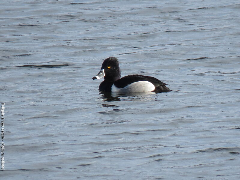 Ring-necked Duck male