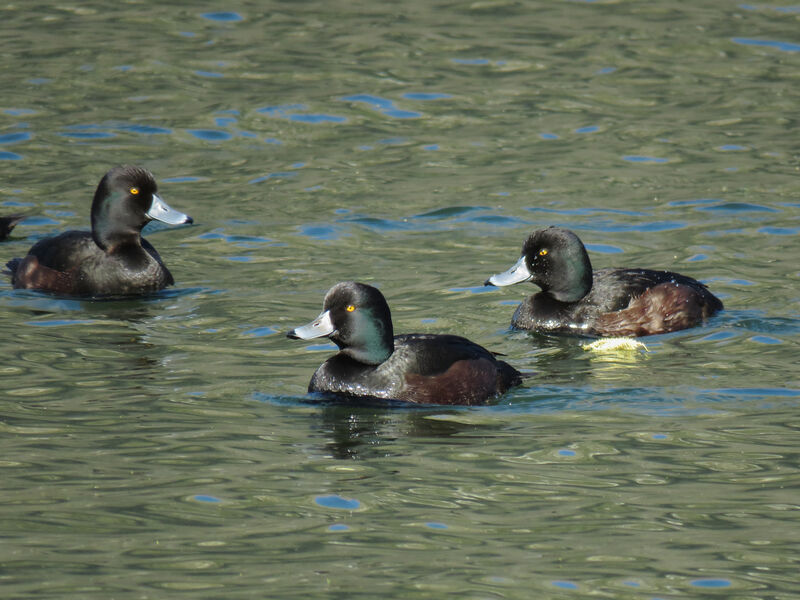 New Zealand Scaup