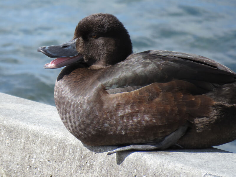 New Zealand Scaup female, close-up portrait