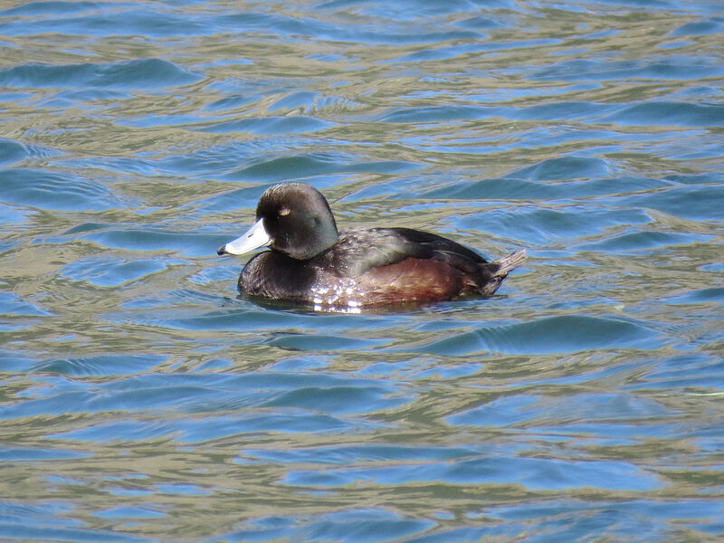 New Zealand Scaup