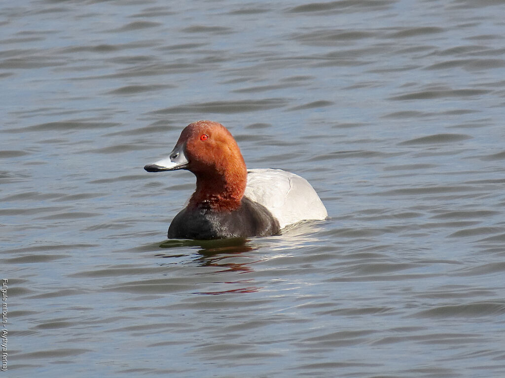 Fuligule milouin mâle
