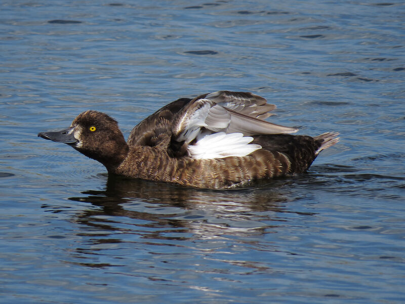 Tufted Duck