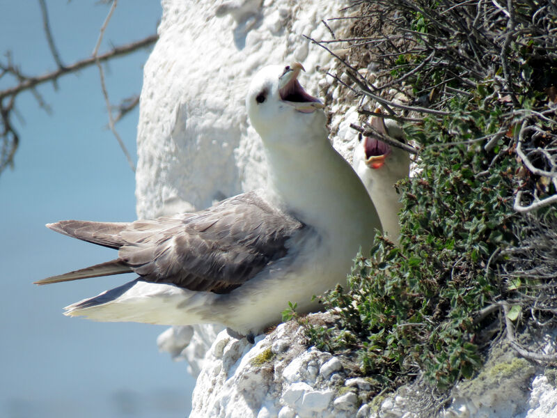 Northern Fulmaradult