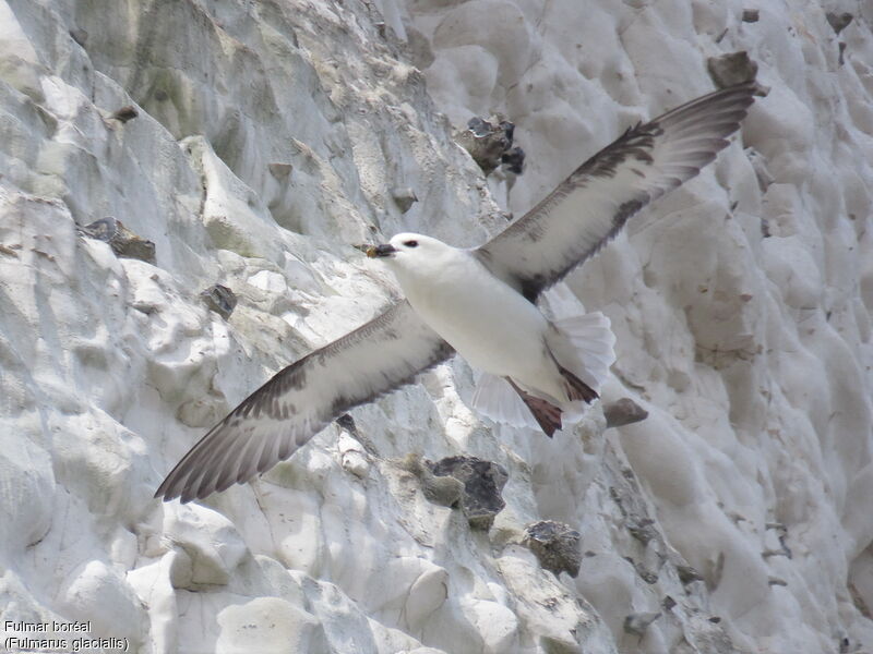 Fulmar boréal