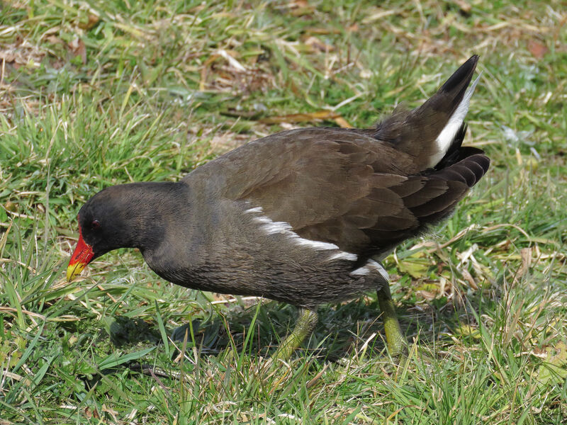 Gallinule poule-d'eau