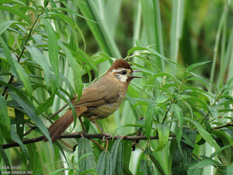 White-browed Laughingthrushadult, identification