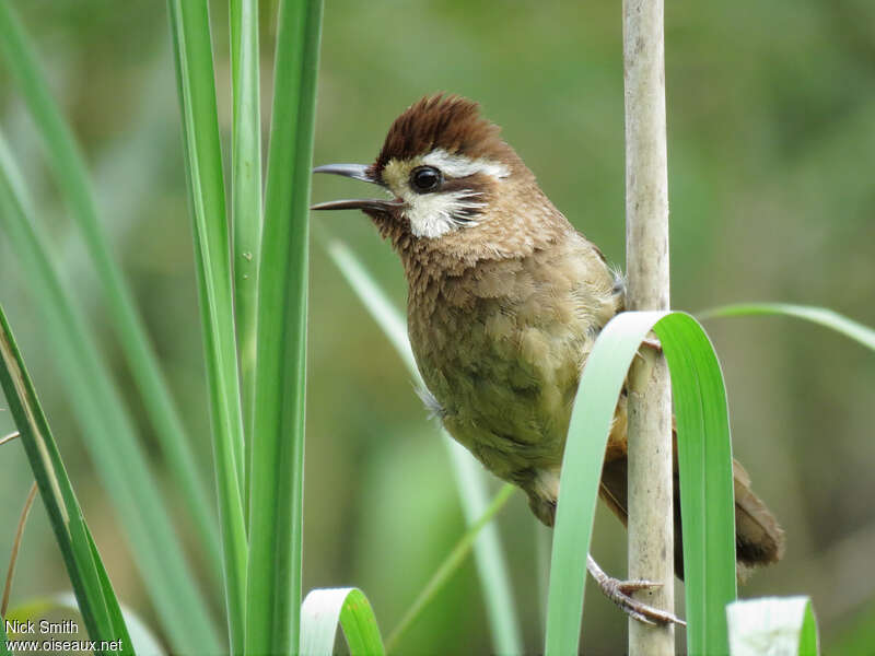 White-browed Laughingthrushadult