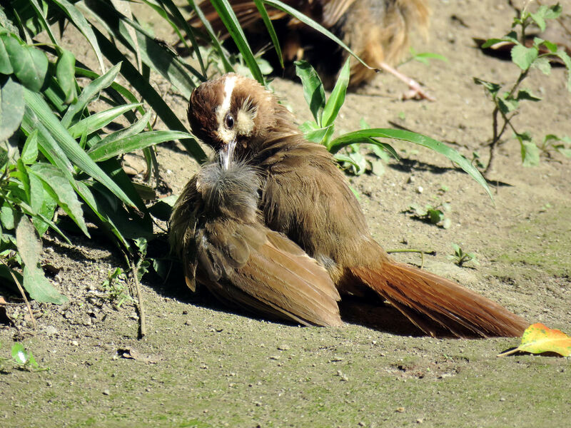 White-browed Laughingthrush