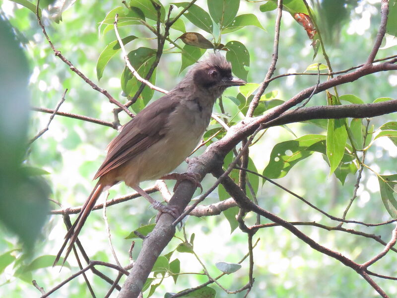 Masked Laughingthrush