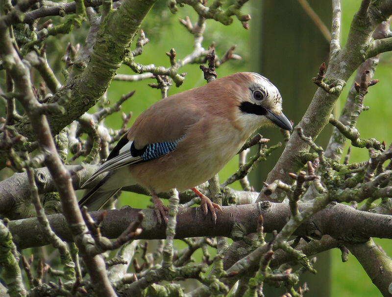 Eurasian Jay