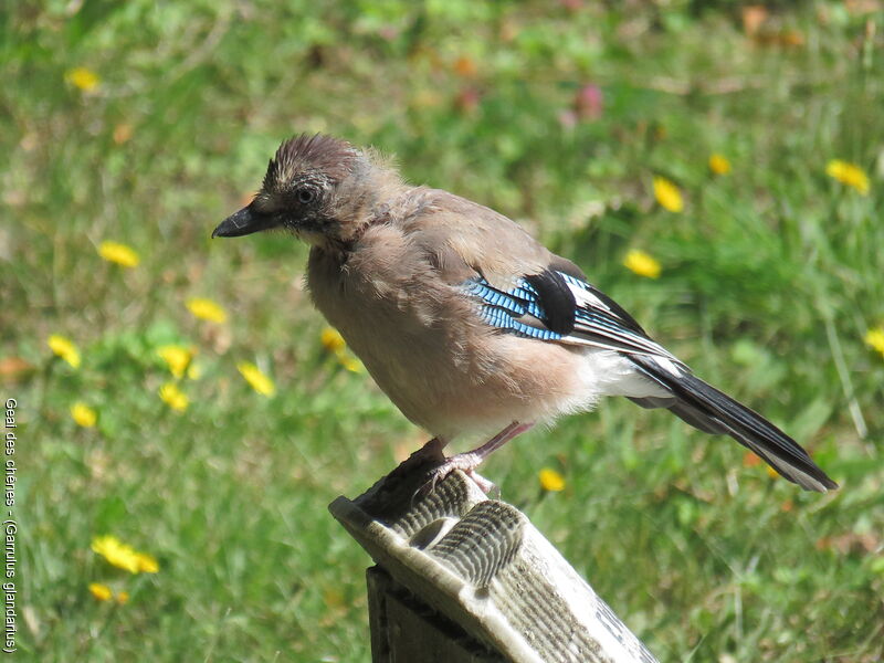 Eurasian Jayjuvenile