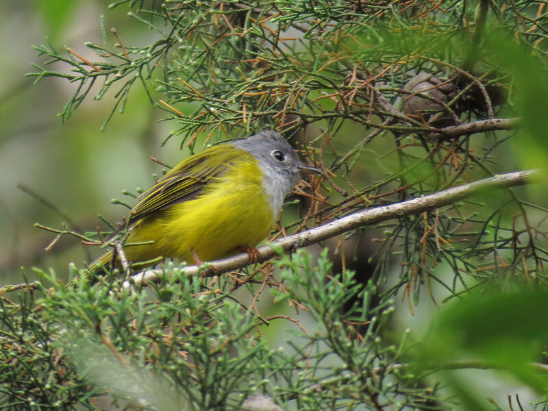 Grey-headed Canary-flycatcher