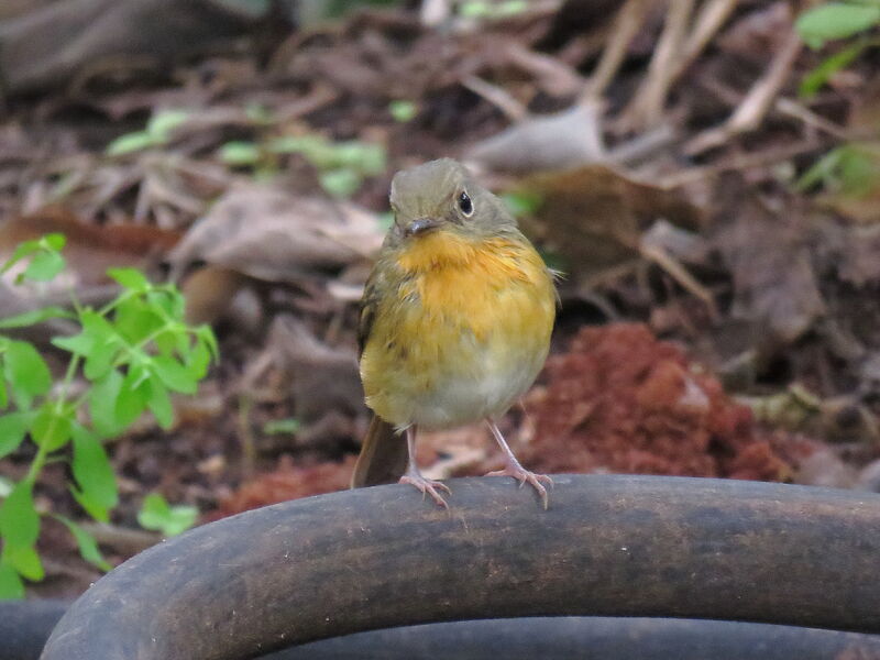 Hill Blue Flycatcher