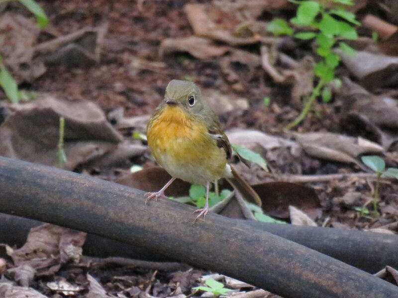 Hill Blue Flycatcher