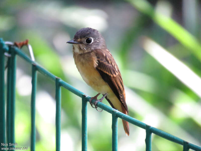 Gobemouche ferrugineuxadulte, identification