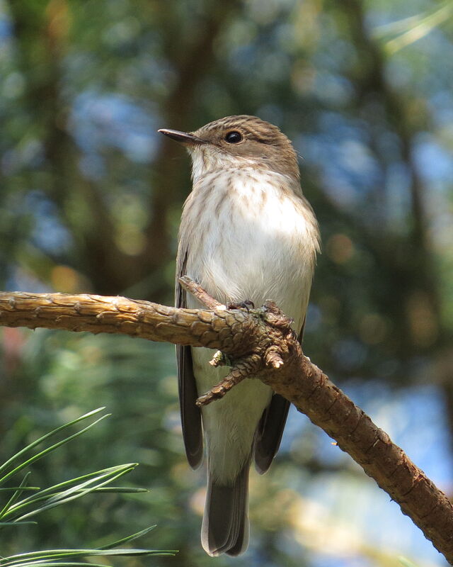 Spotted Flycatcher