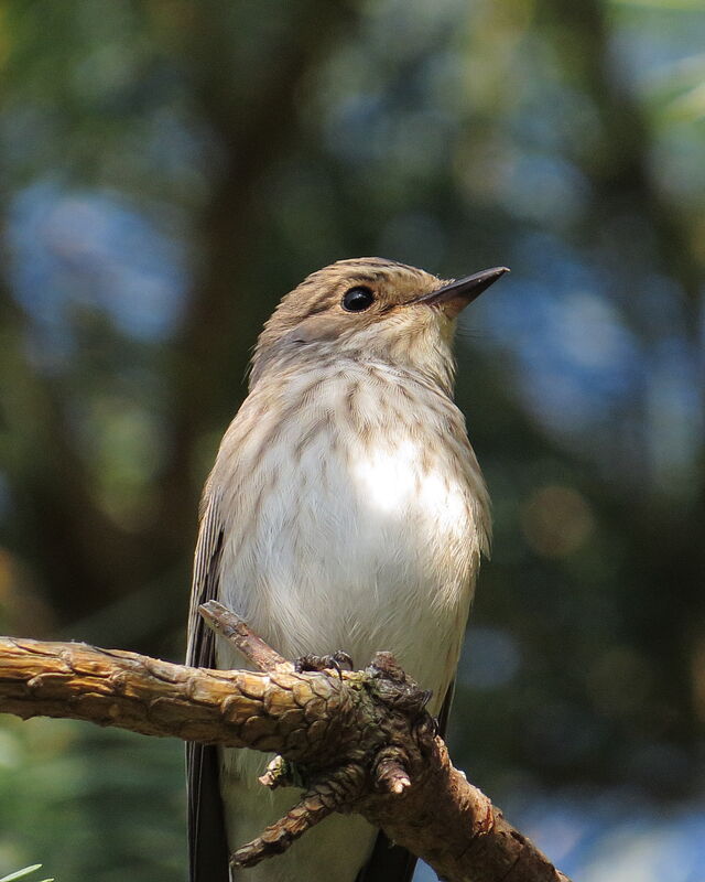 Spotted Flycatcher, close-up portrait