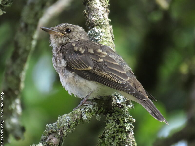 Spotted Flycatcherjuvenile