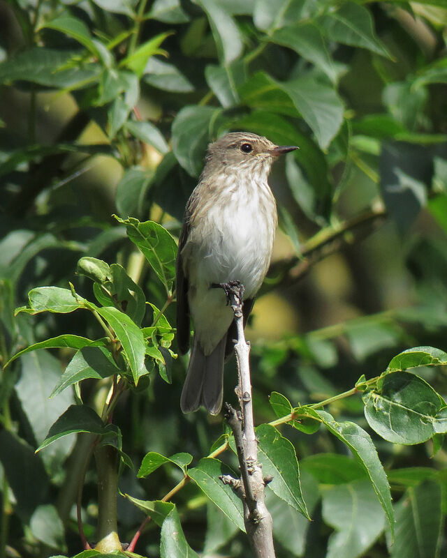 Spotted Flycatcher