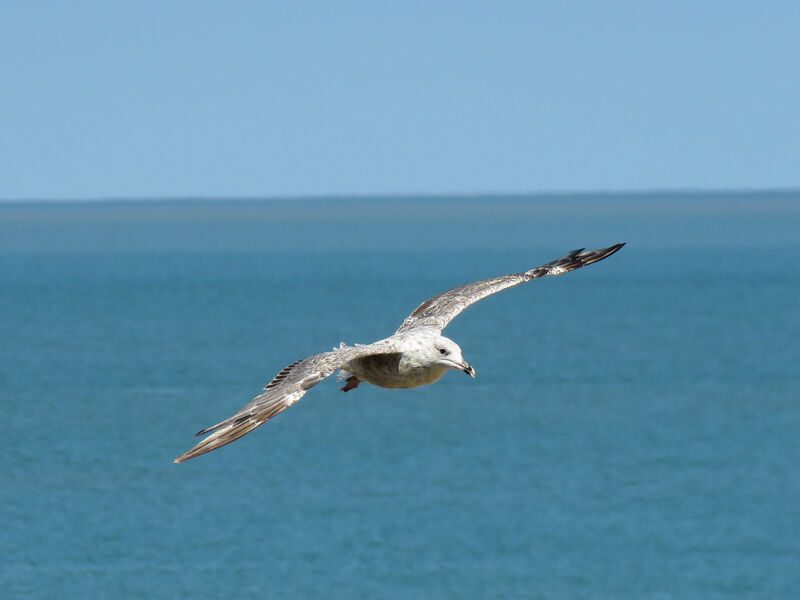 European Herring Gull