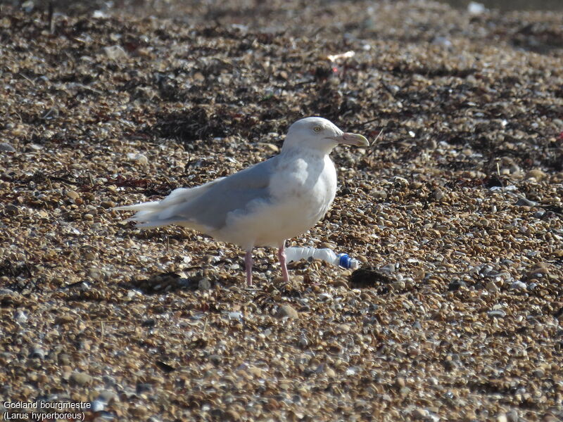 Glaucous Gull