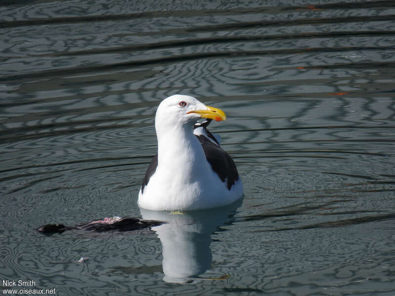 Kelp Gulladult, eats