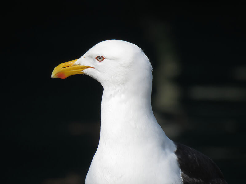 Goéland dominicain, portrait